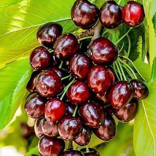 Продам саженцы колоновидных деревьев.