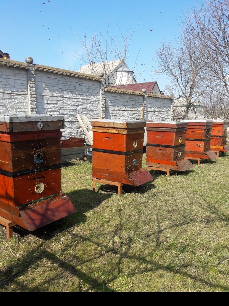 Продам пасіку з бджолами