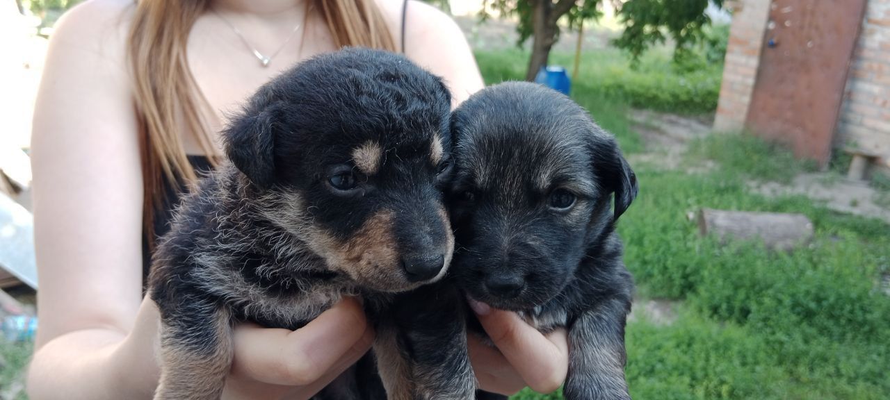 Віддамо цуценят у добрі руки
