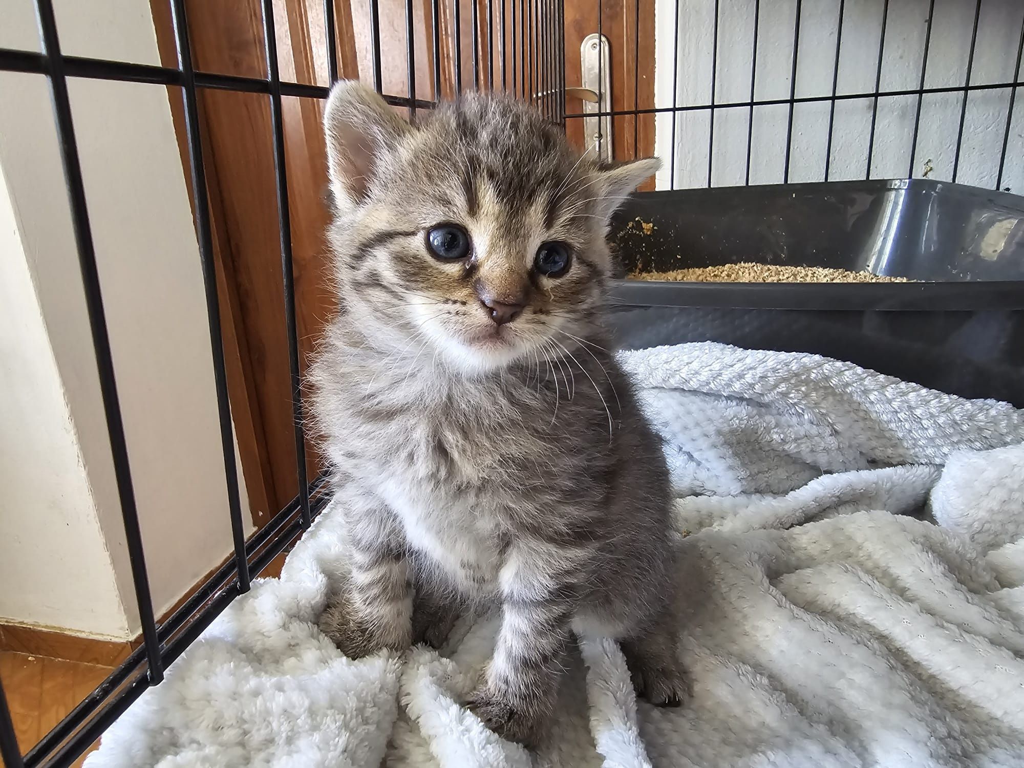 Maluchy do adopcji
