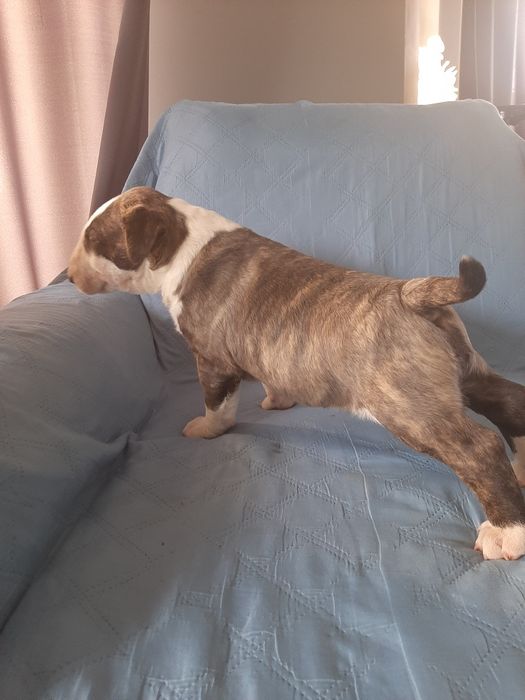 Bulterier standardowy