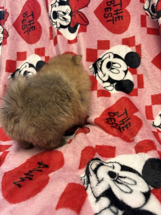 Pomeranian XXS piesek do odbioru