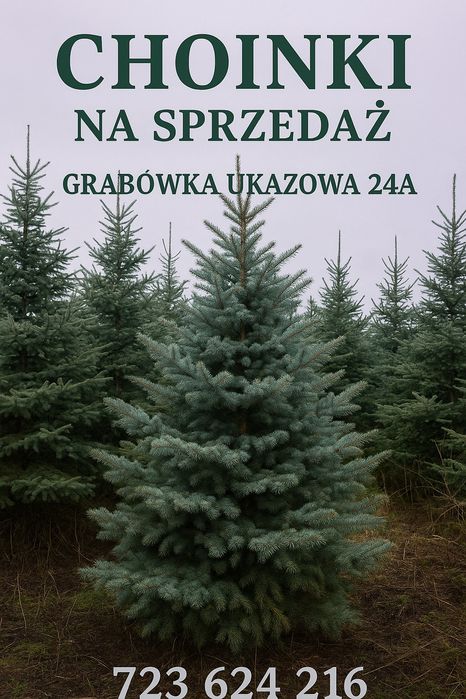 Choinki , świerk srebrny i zielony