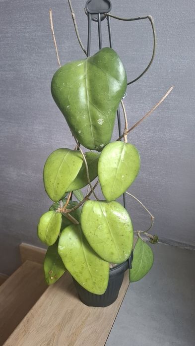 Hoja  Vitellina, sadzonka cięta