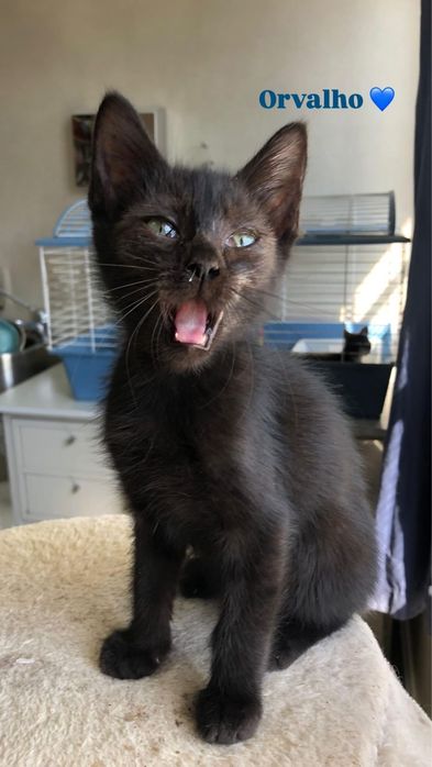 Gatos para adocão