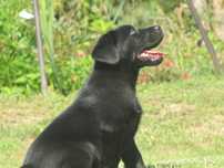 Labrador retriever czarny piesek