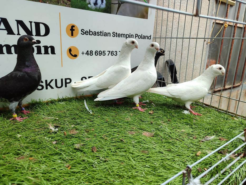 Gołębie. Antwerpskie. Orliki. Możliwy transport