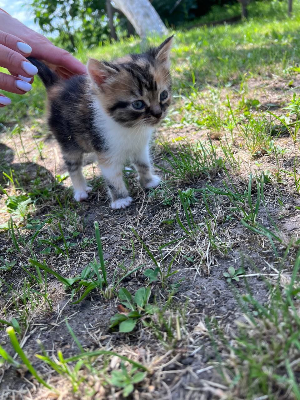 Кошенята, дівчатка