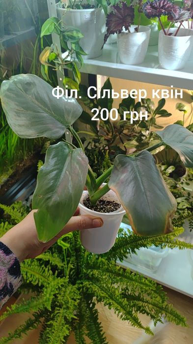 Продаю свої рослини