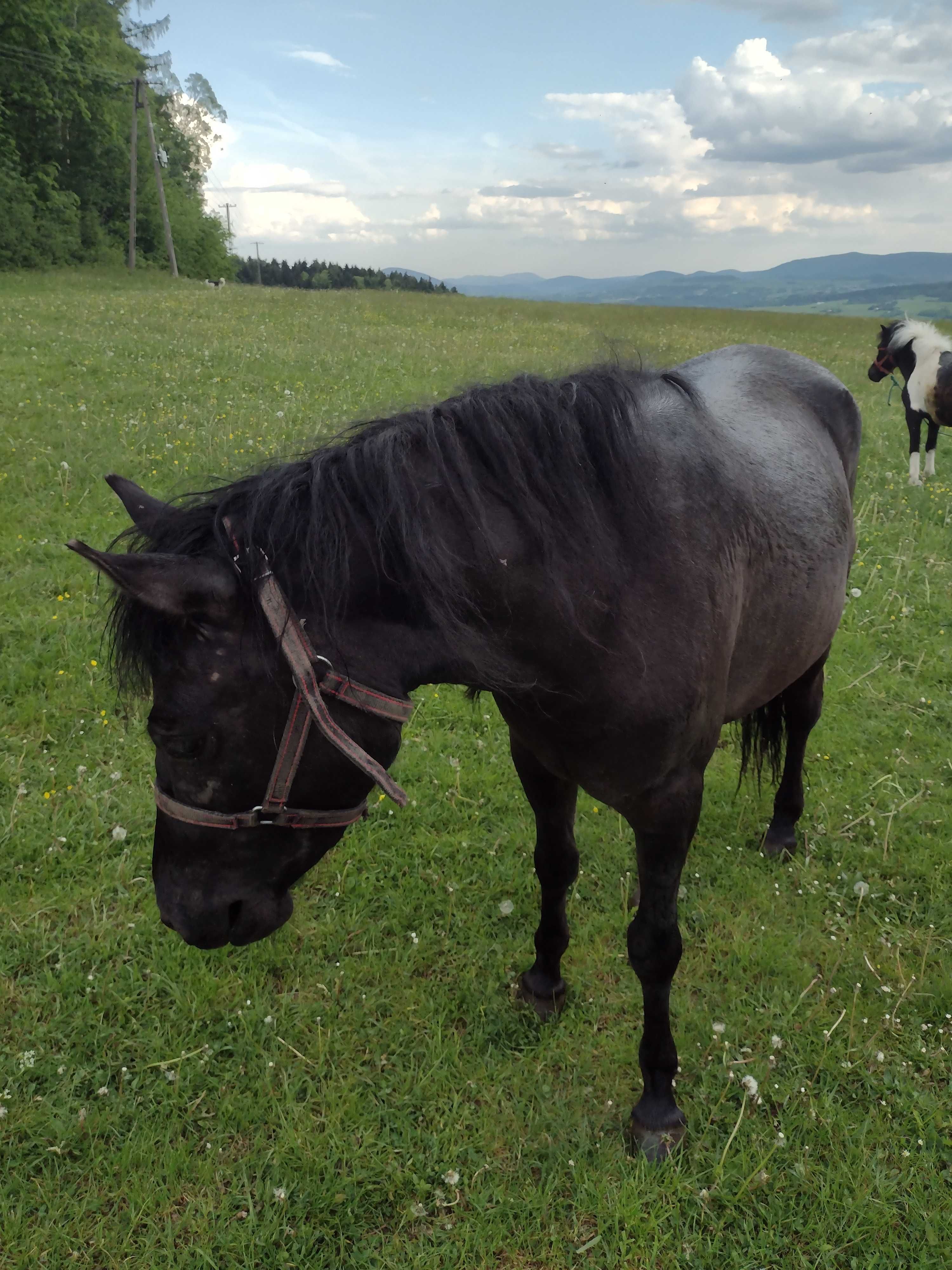 Młoda klacz huculska, spokojna