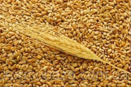 Продам пшеницю та 2025 року врожай