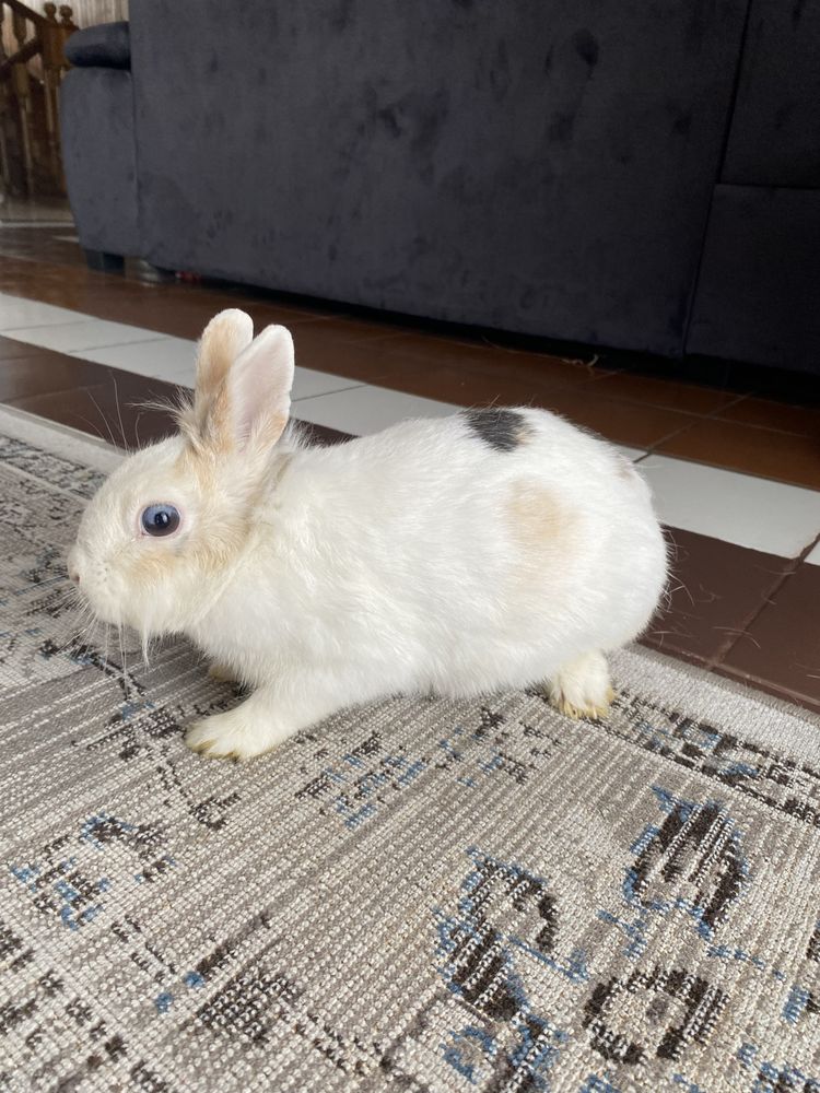 Królik miniaturka | Klatka w cenie!