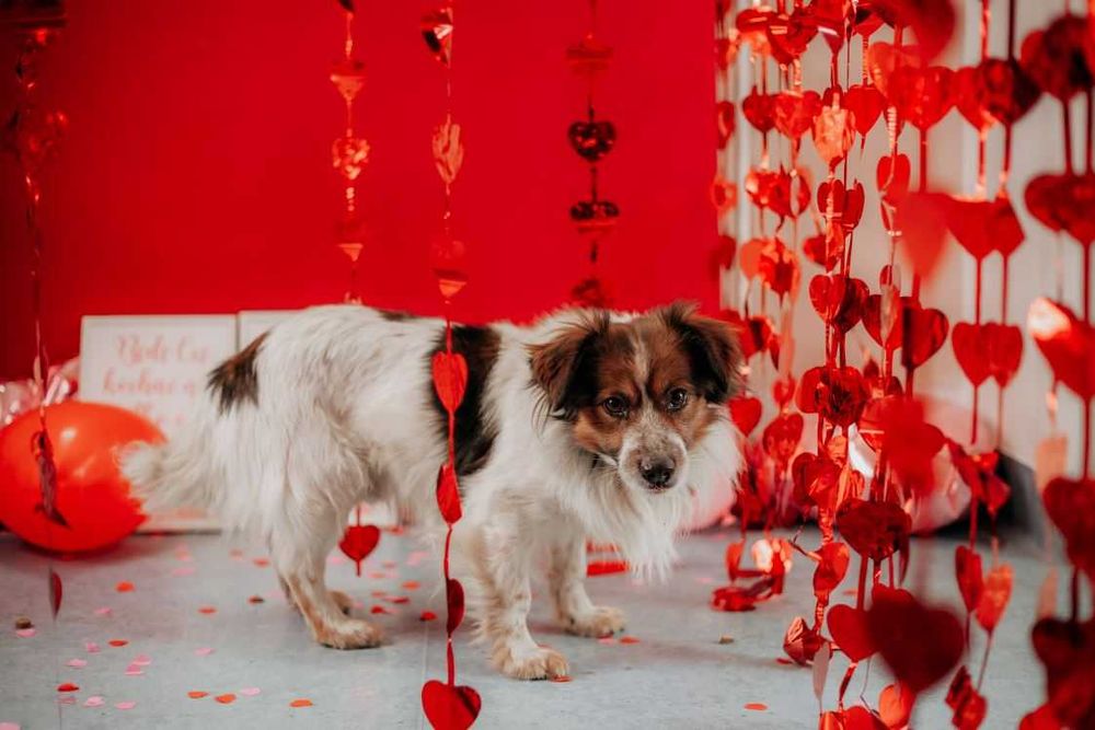 Delikatny, wrażliwy Fropek potrzebuje czasu i poczucia bezpieczeństwa