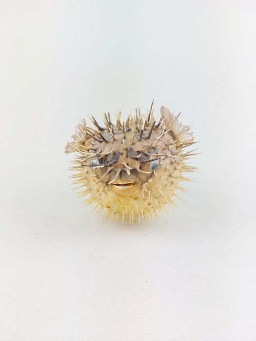Spreparowana ryba fugu - egzotyczna rozdymka do dekoracji lub kolekcji
