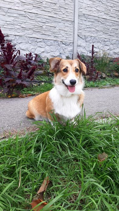 Лапотулі-лапулі коргі