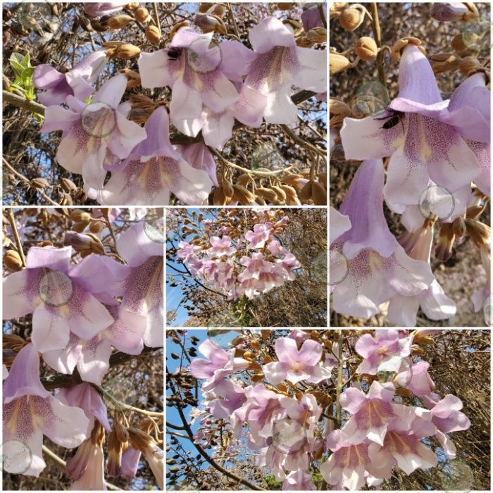 PAULOWNIA Elongata ÁRVORE para jardins, calçadas, avenidas, parques