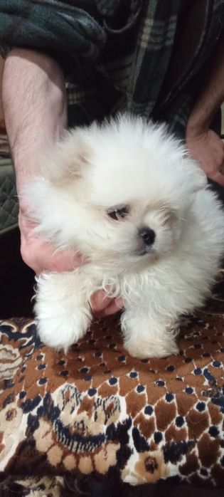 Продам мальтезе - мальтешпиц  мини щенков