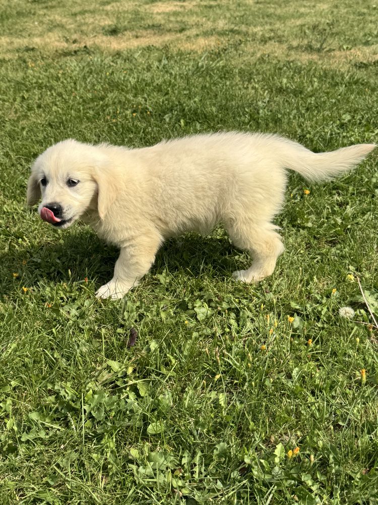 Sunia - Golden Retriever