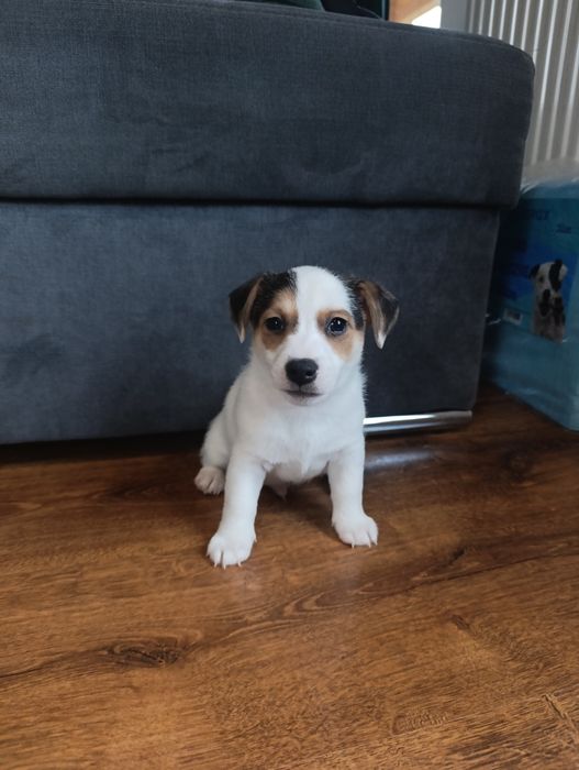 Jack Russell terrier piesek