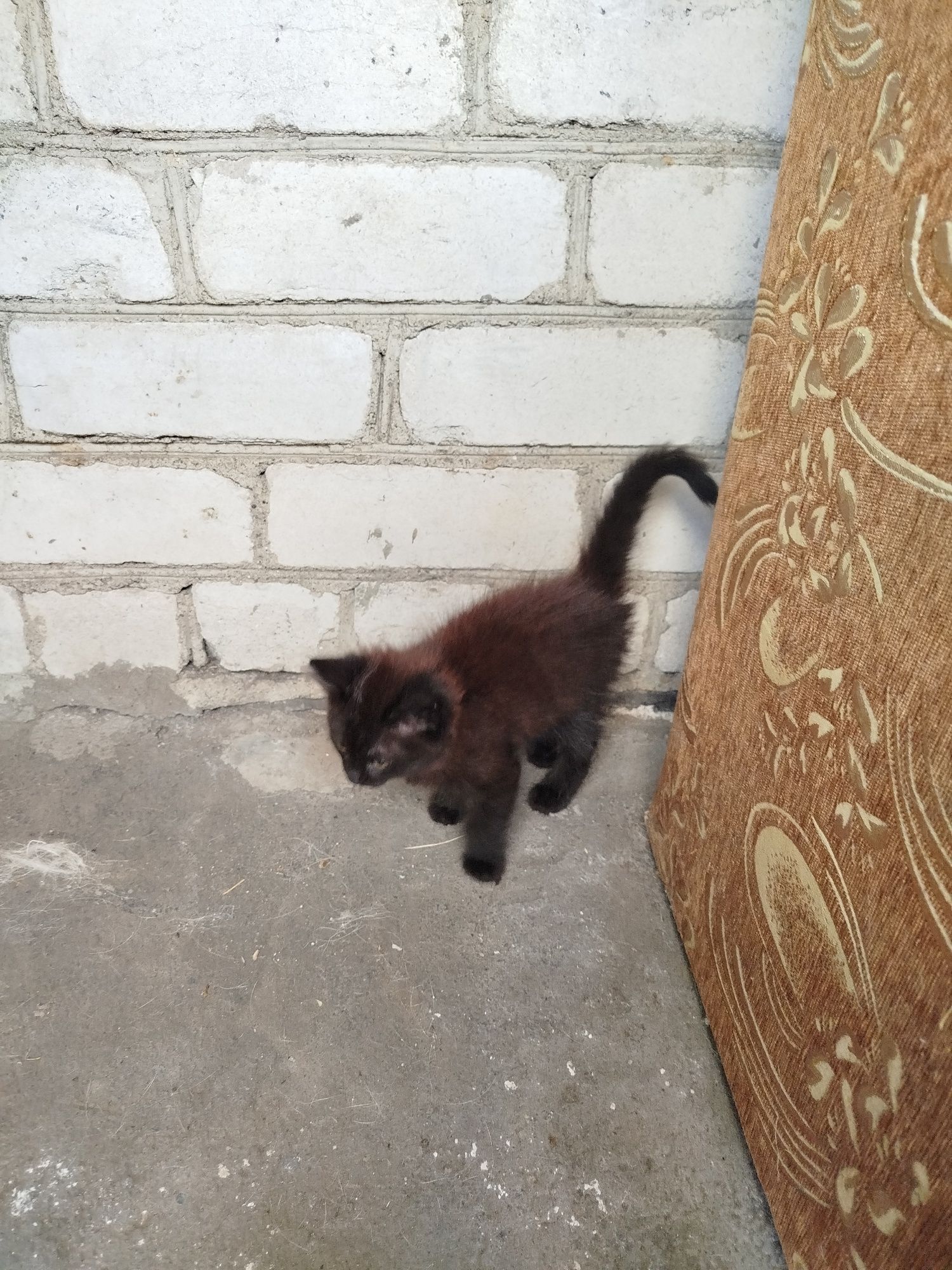 Віддам в добрі руки котенят