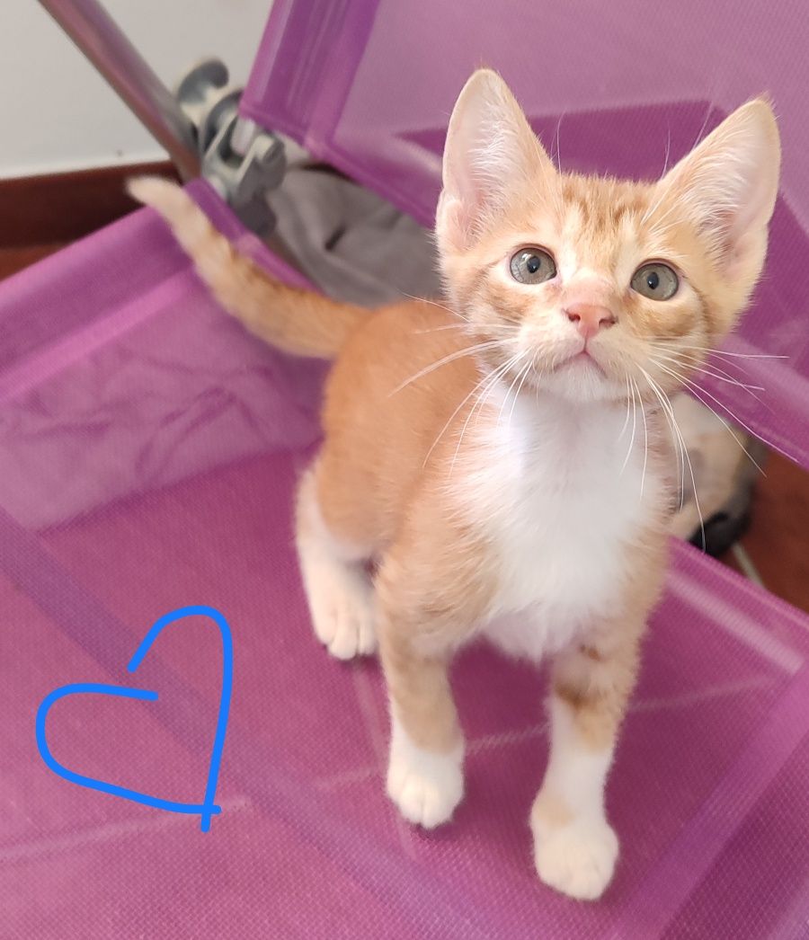 Gatinhos para adoção