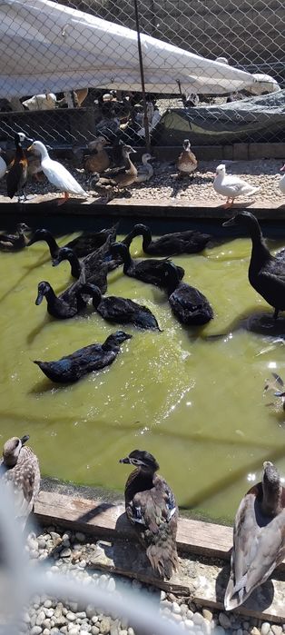 Aves patos mandarim branco, canela, vermelho, normal  .carolinos cinza