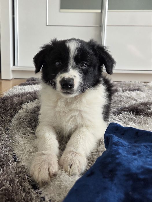 Border Collie – szczeniak BlueSky Collies (rodowód)