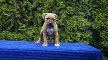 Electra, śliczna sunia American Staffordshire Terrier,  Amstaff FCI