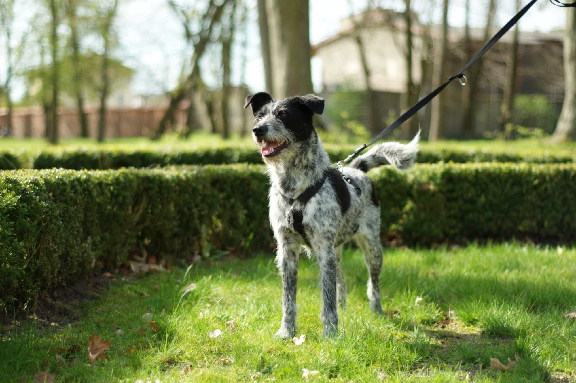 Lima - cudowna, grzeczna, pięknie umaszczona suczka do adopcji