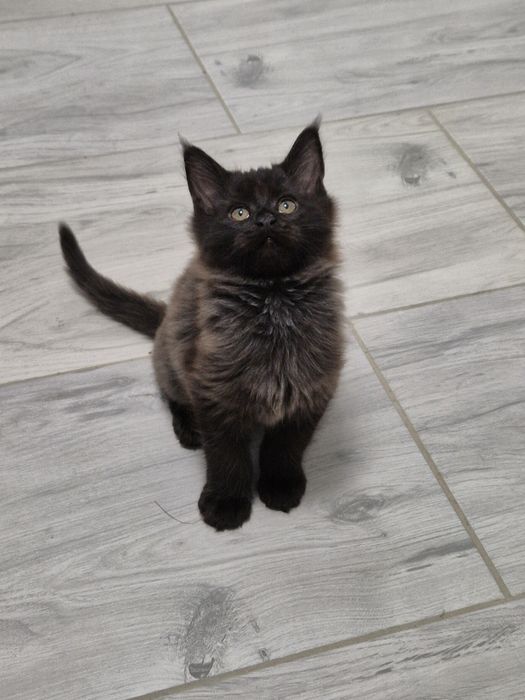 Kot czarny piękny Maine coon kocurek