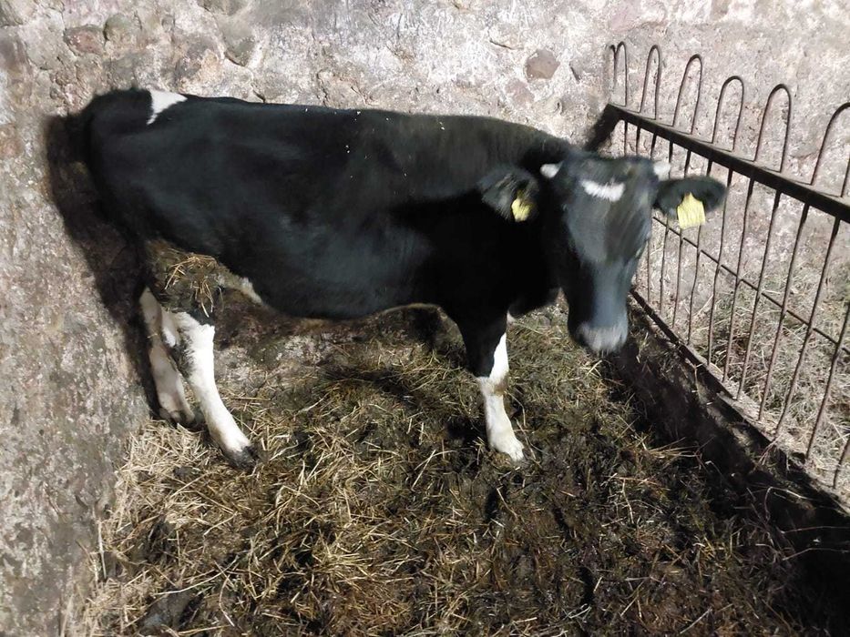 Byczki/ 2szt./Mieszance/ W dobrej kondycji