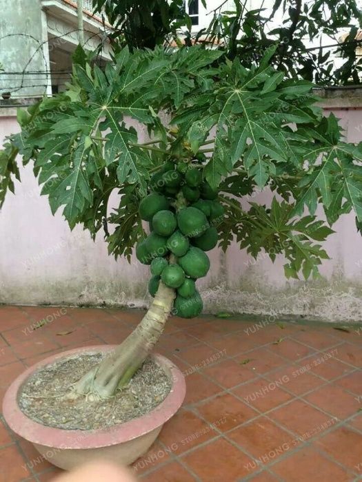 Семена карликового дерева Папайя