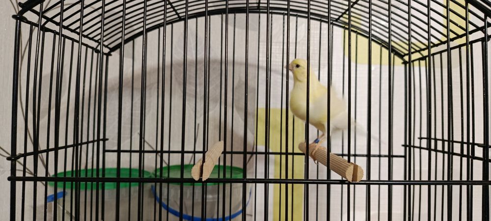 Kanarek Samiczka Fiorino