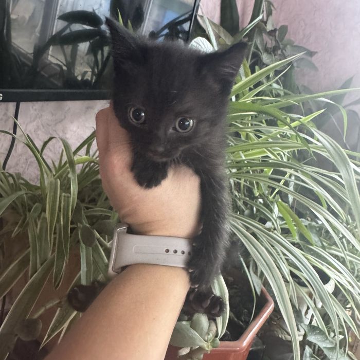 Кошеня хлопчик в хороші руки котенок черный
