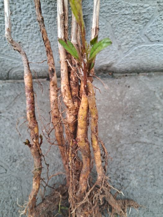 Кампсис (текома) ліана