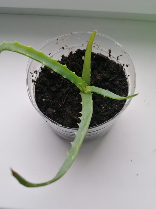 Ростки алоэ вера