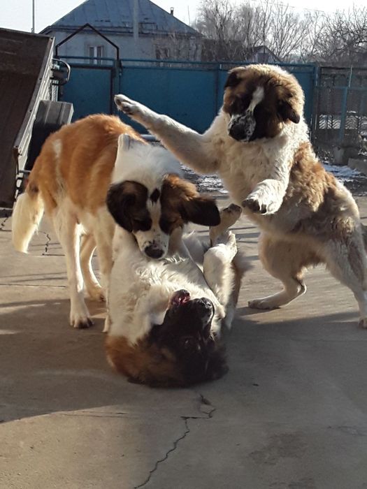 Щенок московской сторожевой