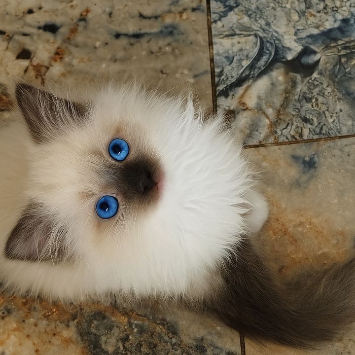 Ragdoll Gdańsk KOCUREK WOLNY po 24.X.25 badania, rodowód, kuweta