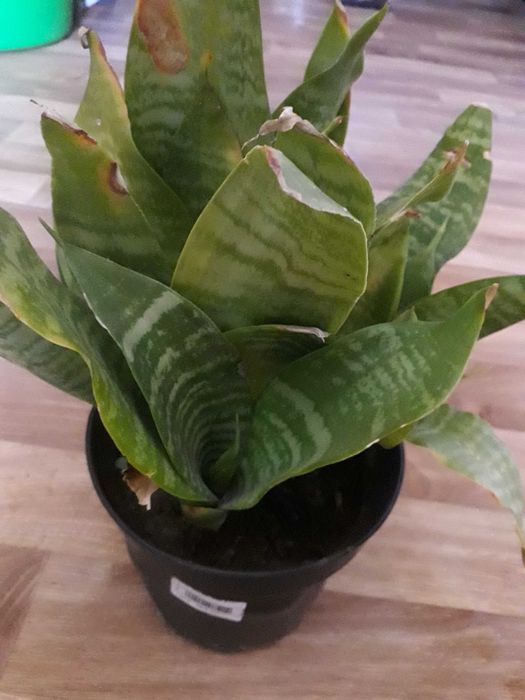 Продам цветы комнатные и уличные