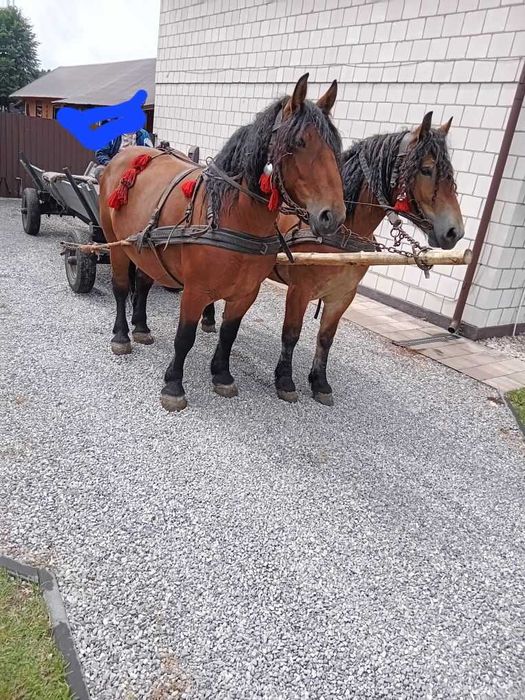 Sprzedam źrebną klacz