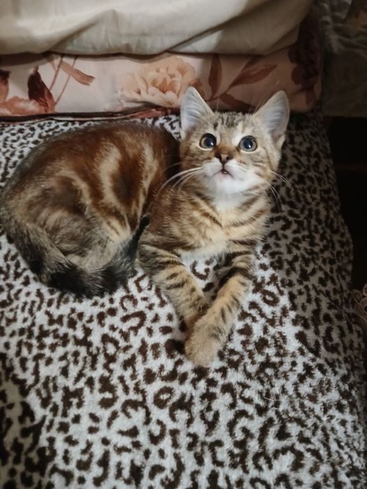 Відам кішечку в хороші руки