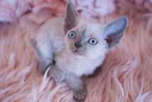 Kotka devon rex niebieski point po championie