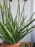 Сансевіерия санса циліндріка вазон сукулент sansevieria cylindrica