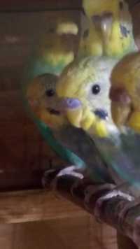 Волнистые попугаи - птенцы из гнезда