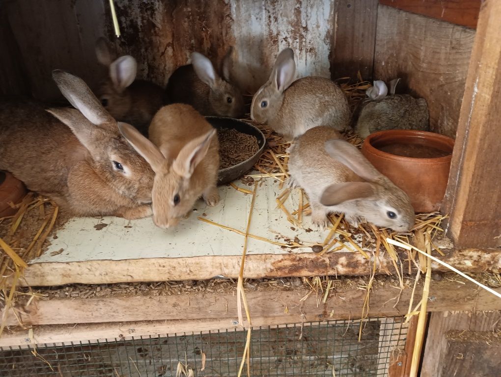 Coelhos para venda