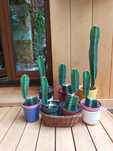 Kaktus Kolumnowy cereus peruvianus pitaya pitaja smoczy owoc