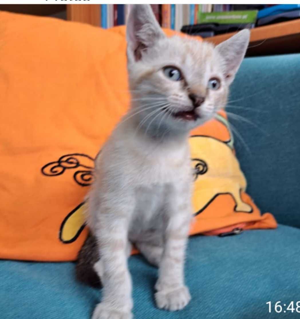 Dá-se gatinhos bebés