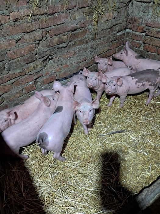 Поросята домашні.