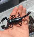 Skorpion Heterometrus Cyaneus dorosłe osobniki