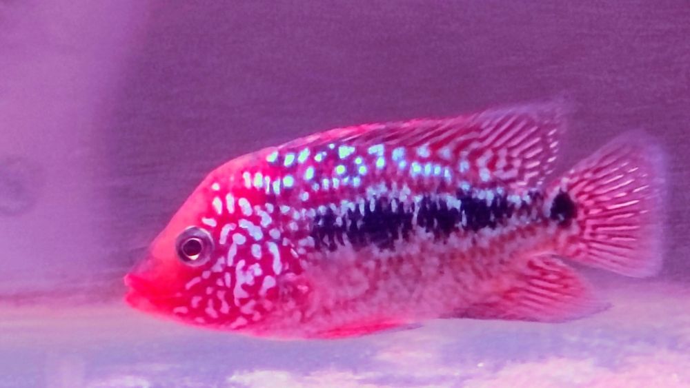 Super red texas 6-7 cm